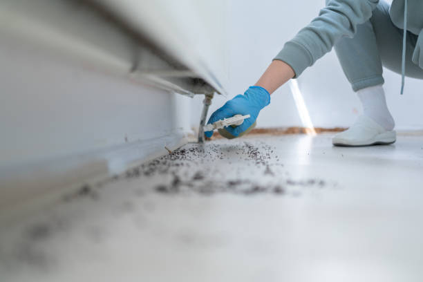 Best Local Pest Control Services  in Rosedale, CA
